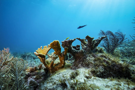 How to Resurrect a Coral Reef (Vox.com)