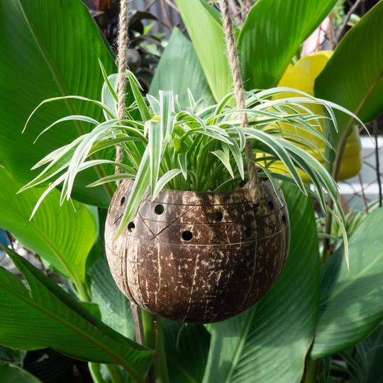 Hanging Stripes Coconut Planter