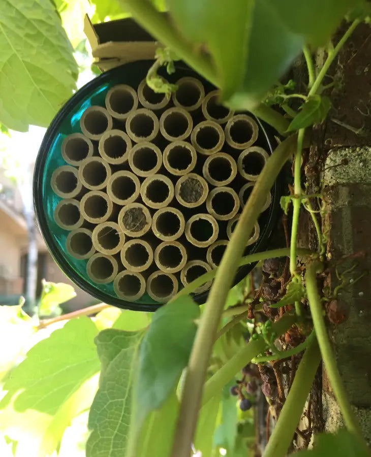 Close Up of Bee Bottle in Garden
