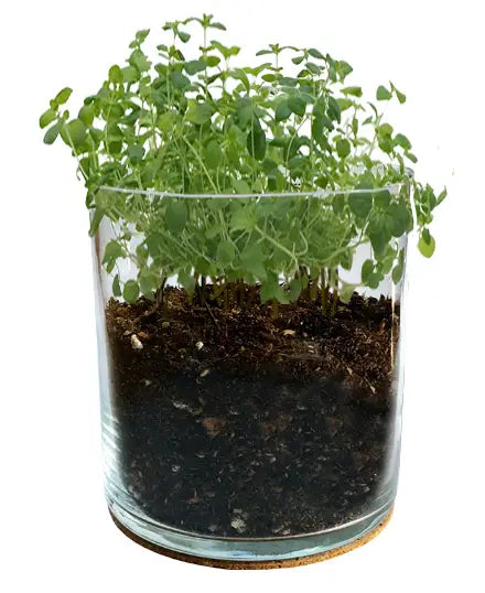 Oregano in glass planter