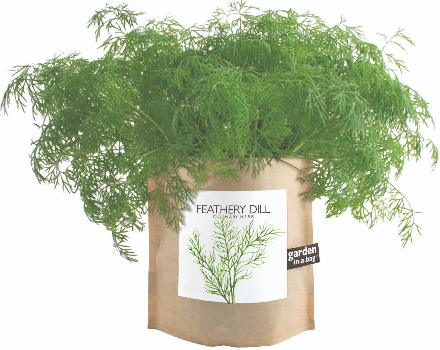 Garden in a Bag | Feathery Dill